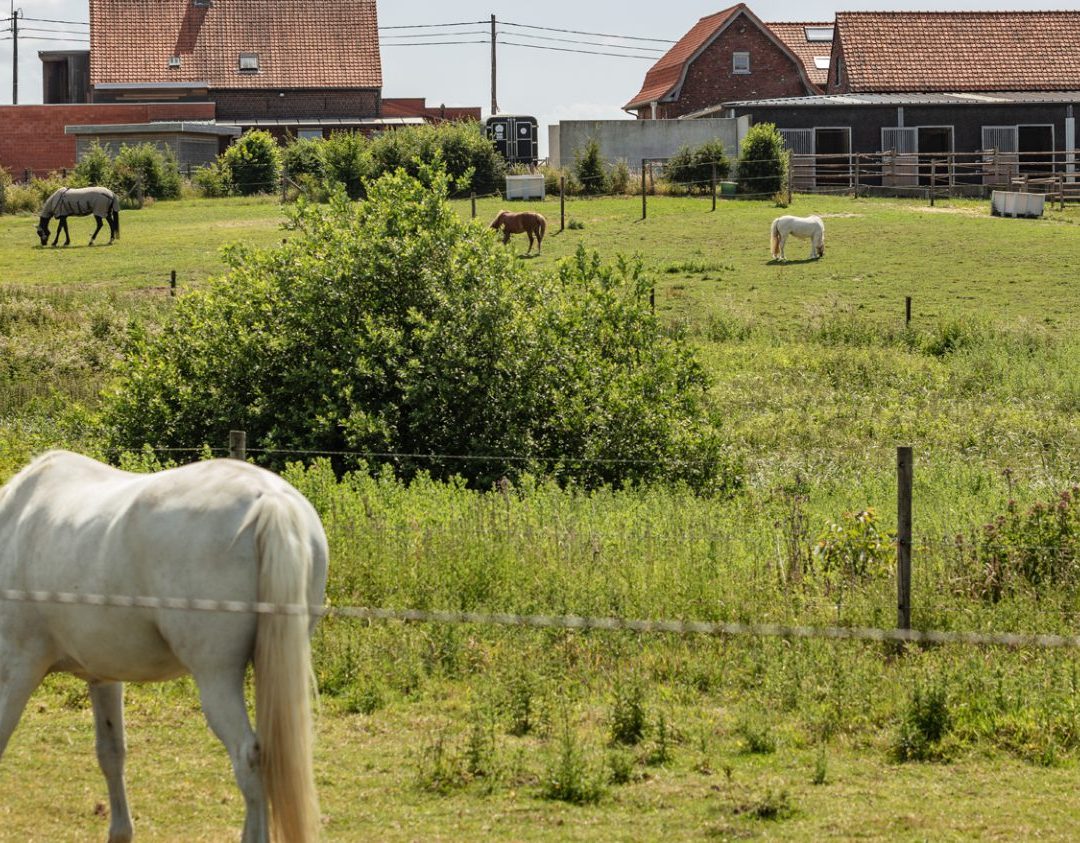 2-daagse Paard-en-energie