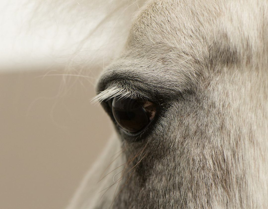 Pony Traject
